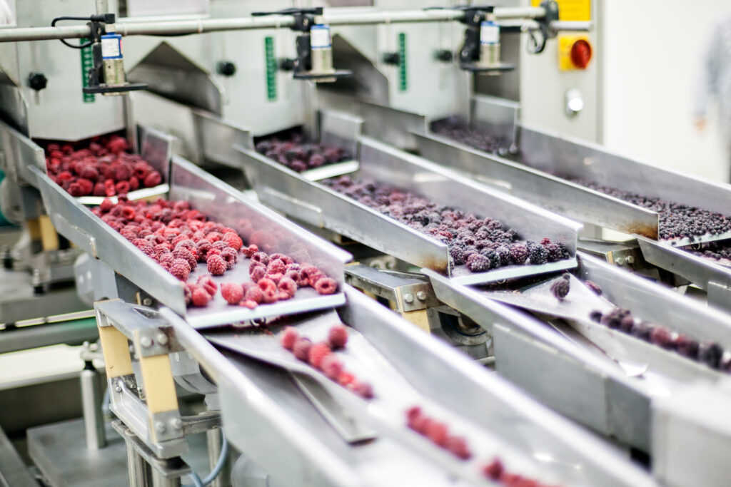 Frozen berries being processed and sorted on stainless steel conveyor belts in a food production facility.